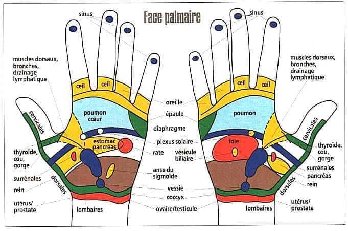 Réflexologie Palmaire face